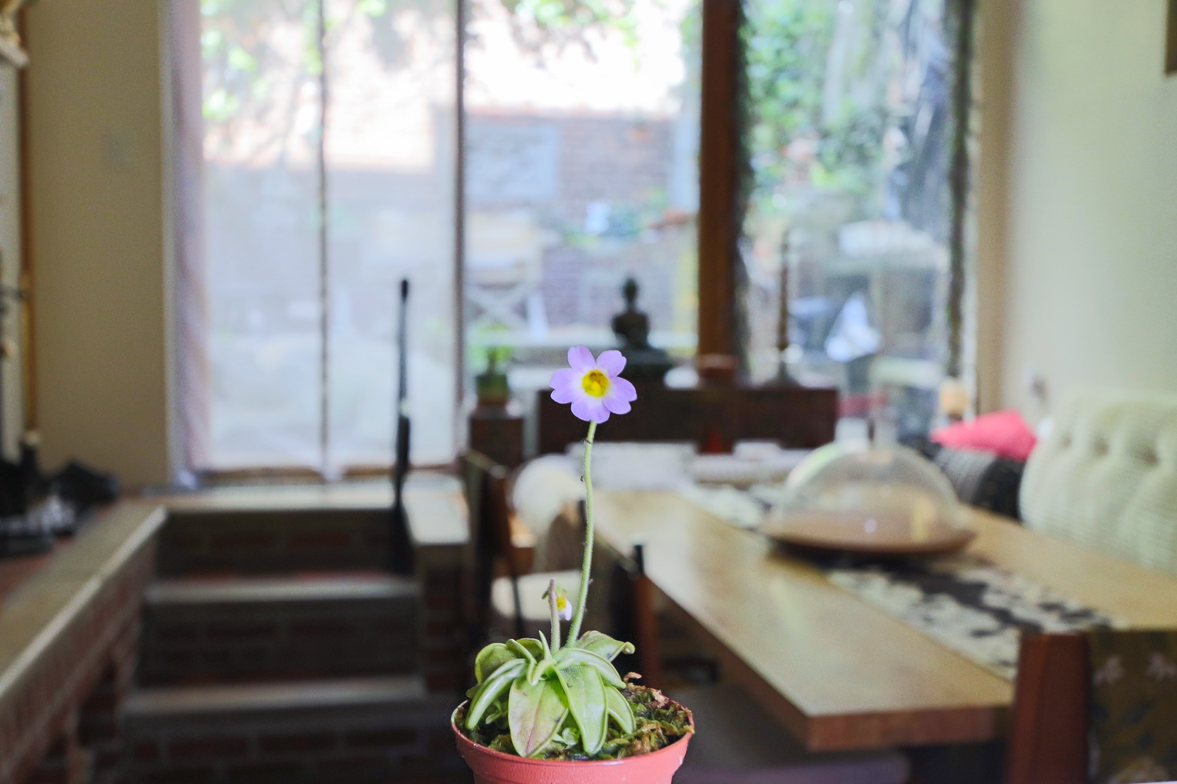 Carnivorous-plant nook in Sprout Kitchen